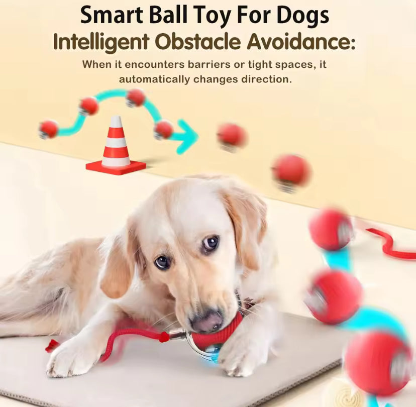 Interactive Dog Toy