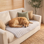 CoolSpot on a sofa with a dog lying on it